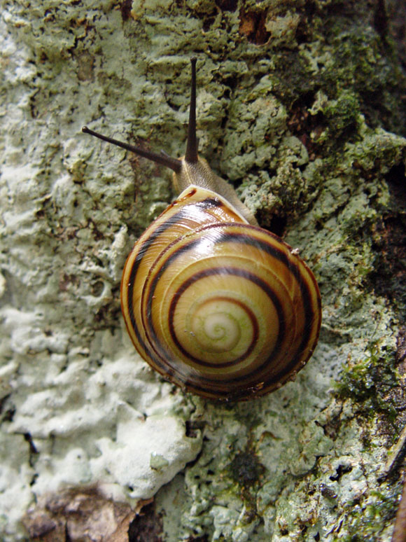 Caracolus sagemon ssp. Baracoae